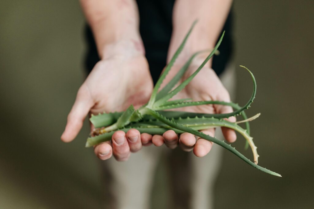 aloes na paznokcie