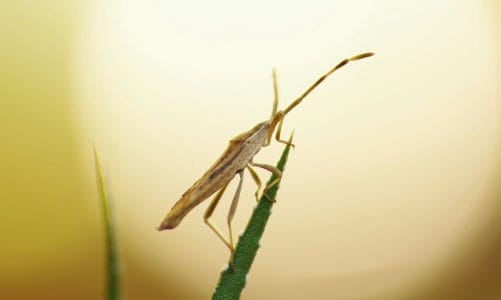 Jak pozbyć się insektów z domu?